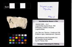 Foto (Objekt + Etikett) von Longodromites angustus (Reuss, 1858)  (NHMW-GEO-1990-0041-2600)